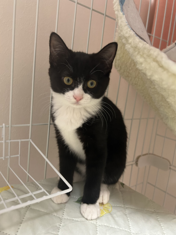 【黒白3姉弟】好奇心旺盛な鈴ちゃん サムネイル4