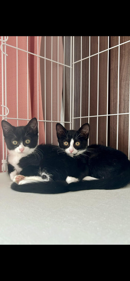 【黒白3姉弟】好奇心旺盛な鈴ちゃん サムネイル5