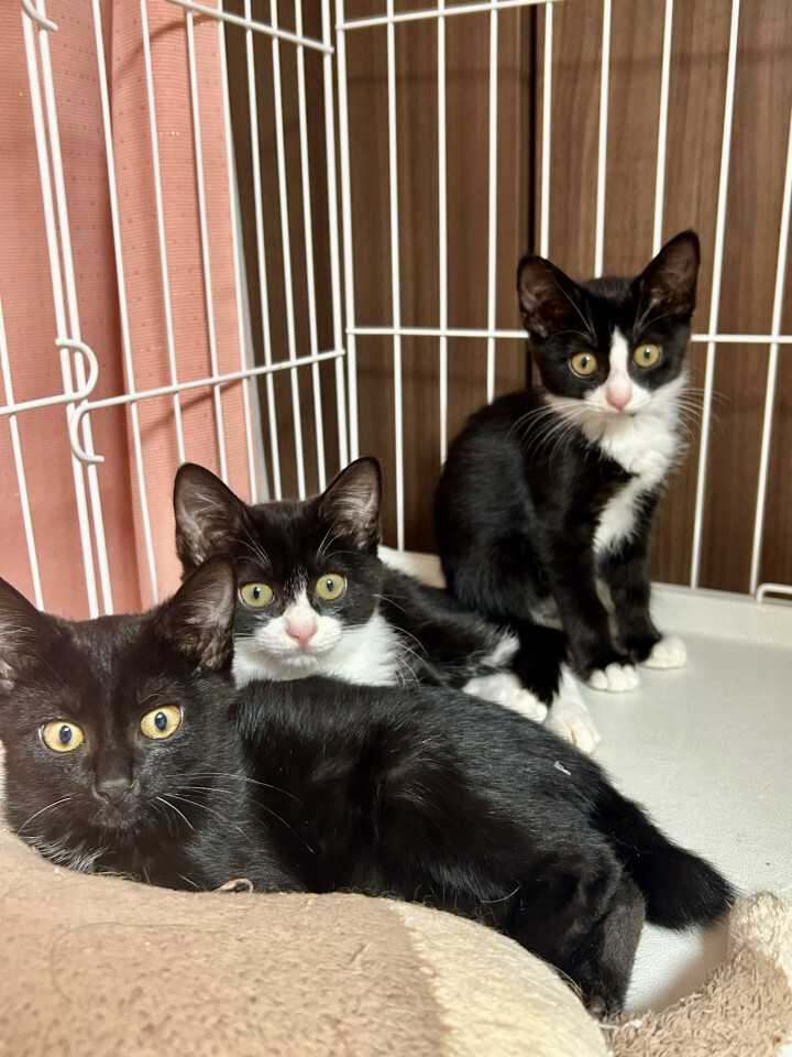 【黒白3姉弟】好奇心旺盛な鈴ちゃん サムネイル6