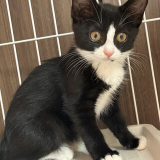 【黒白3姉弟】元気いっぱいな蘭ちゃん