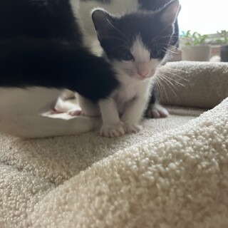 [完全無料]子猫(2025年8月6日生まれ)