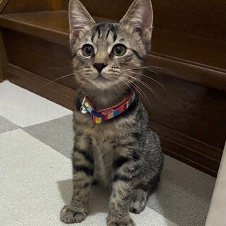 子猫の里親募集中