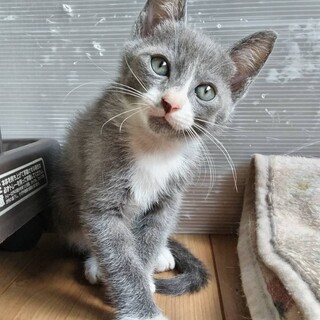 2匹兄弟でのお迎え希望　7月3日生まれ