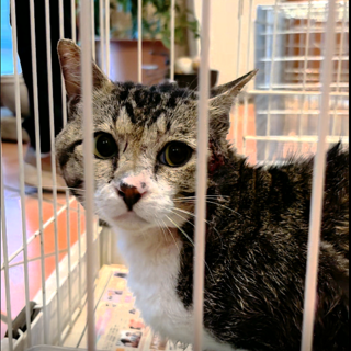 首の怪我からの復活『おはぎ』くん