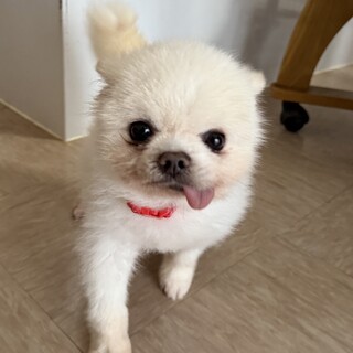 まんまるポメラニアンの「ジル」くん