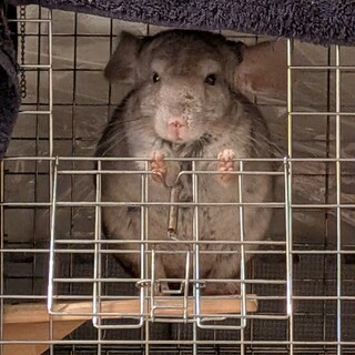 可愛らしい男の子です