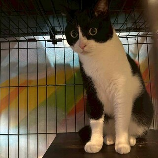 慣れるとへそ天で甘えてくれるチェーロ♪