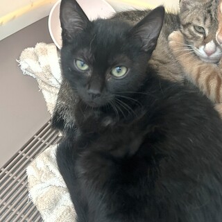 3匹兄妹の黒猫『Qoo（くー）』