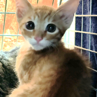 3匹兄妹の茶トラ『Kee（けー）』