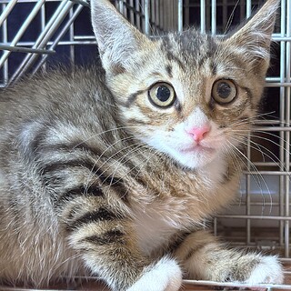 3匹兄妹のキジ白『Koo（こー）』