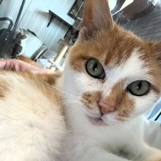 ダブルキャリアの『福』ちゃん