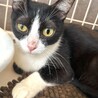 ゴミ屋敷から助けられた猫『スマ』ちゃん