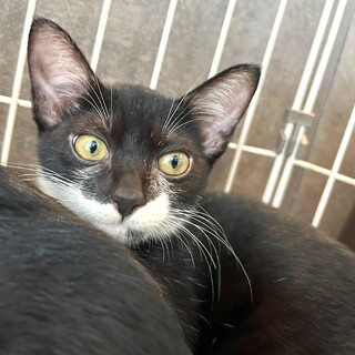 ゴミ屋敷から助けられた子猫『イル』ちゃん