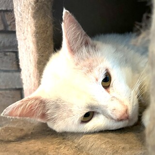 疥癬からの復活『いちご大福』君