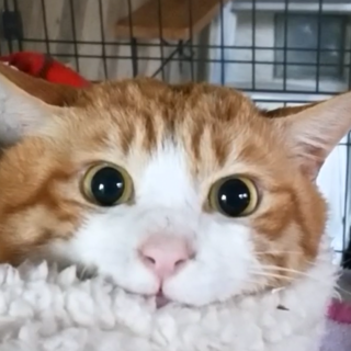 人懐っこい『きな生』くん