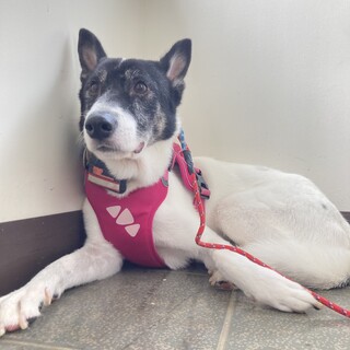 散歩練習頑張り中。穏やかリーリー　