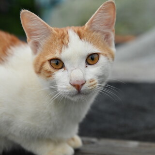 【4ヶ月オス野良子猫】