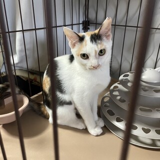 可愛い美人三毛ちゃん