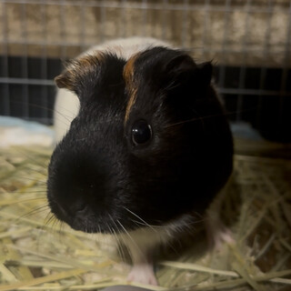 モルモット　2匹　イングリッシュ　メス