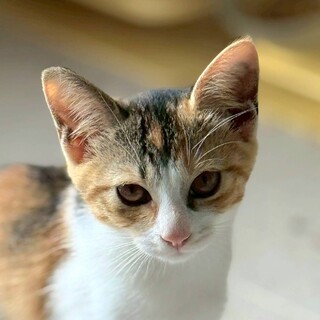 　12/21カインズ浦和美園参加　かしゆかちゃん