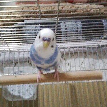 『おなかすいたよ～』って鳴くゆきちゃん