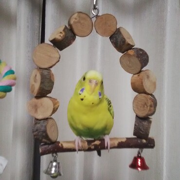 だお気に入りのブランコで歌ってる～