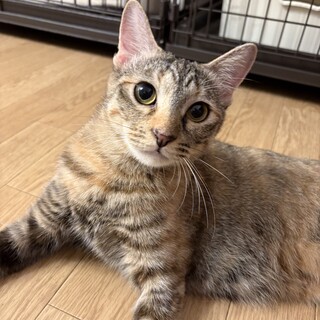 人馴れ抜群！麦わらのあかりちゃん✨