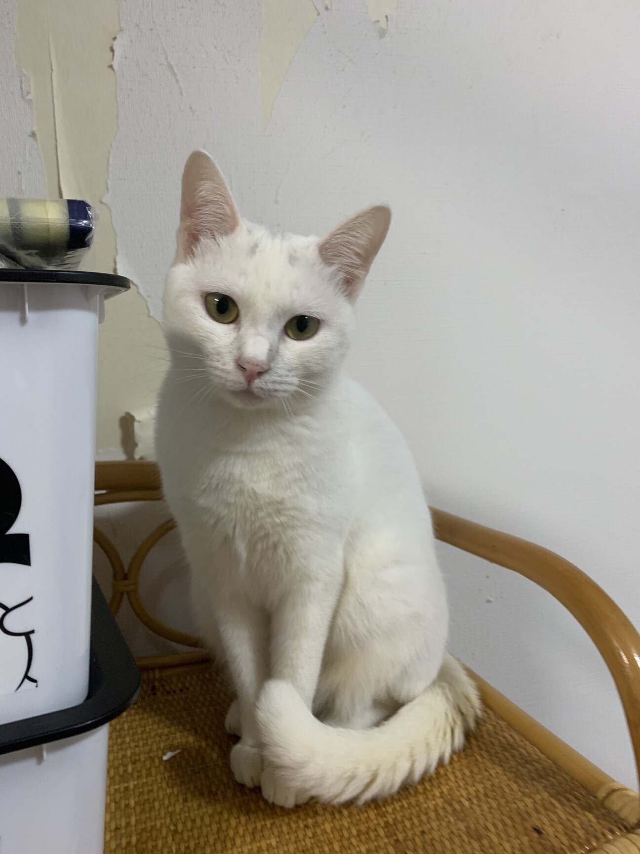 白猫さま 中身はシュッとしてんねん🕺✨ . メア♂ 白猫 . . #我が家の猫