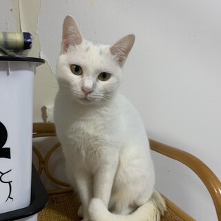 お嬢様な白猫ちゃんです！