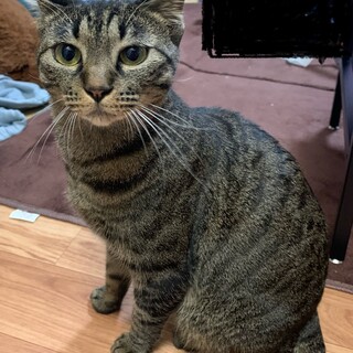 可愛らしいキジトラちゃんです！