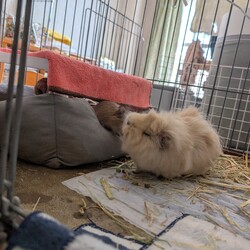 「とろろさん、元気です」サムネイル1