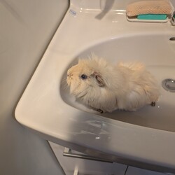 「とろろさん、元気です」サムネイル2