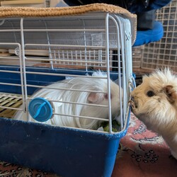 「とろろさん、元気です」サムネイル3