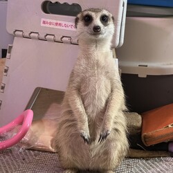 ミーアキャットの五郎