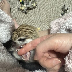 「ミーアキャットの五郎」サムネイル2