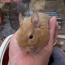 六花が虹の向こうへ旅立ちました