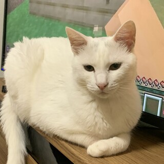 おとなしい白猫くんです！