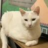 おとなしい白猫くんです！