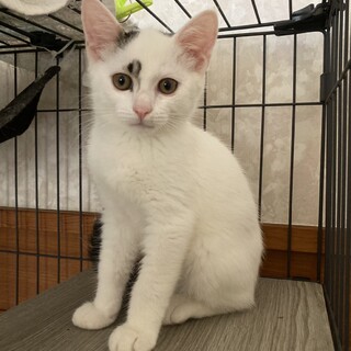 シャーとゴロゴロが同時の豆大福くん