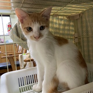 茶白のミーくんとチルちゃん