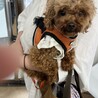 可愛いトイちゃん　美人トイプードル　ななちゃん サムネイル2