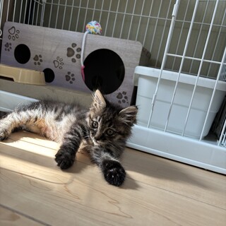 推定生後3ヶ月 愛嬌しかない ポム