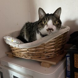 トムさん、再び風邪を引く