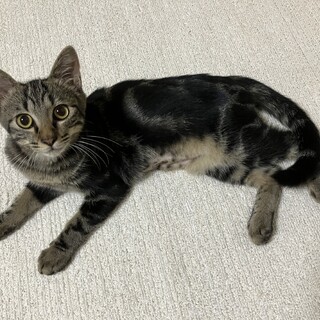 とても甘えん坊でやんちゃな男の子です★