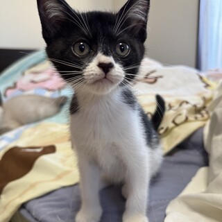 白黒　推定3ヶ月