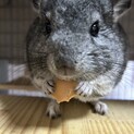 チンチラ里親募集