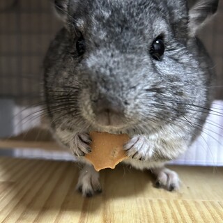 チンチラ里親募集