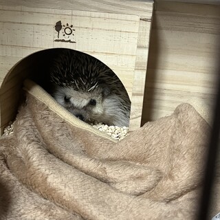 ハリネズミ里親募集