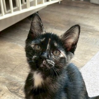 9/23高田馬場★かしこちゃん★黒多めのサビ猫さん