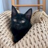 9/23高田馬場★すみちゃん★胸元に白い毛があるよ サムネイル3